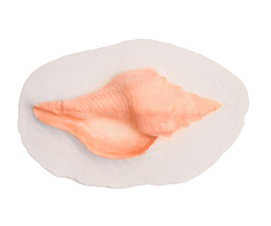 Keepsake Elite®  Shell - Water or Earth Scattering Biodegradable Cremation Urn For Ashes, Ocean Burial at Sea